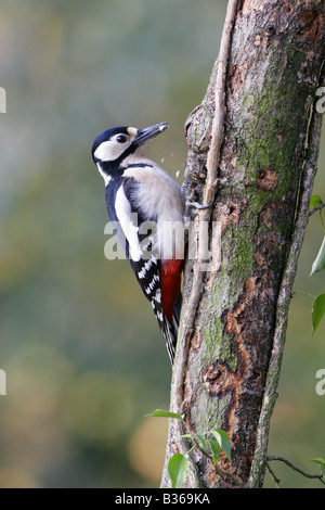 Great-spotted Woodpecker on tree trunk Stock Photo