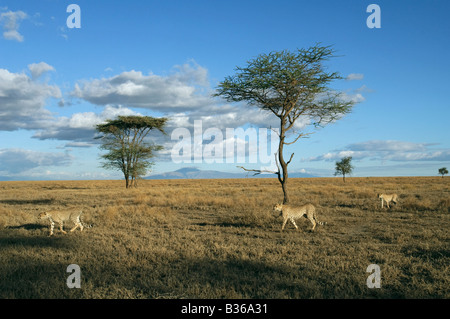 Cheetah female leading her adult cubs on a hunt (Acinonyx jubatus), Ndutu, Ngorongoro, Tanzania Stock Photo