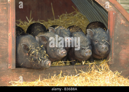 Five Vietnamese Pot Bellied Piglets in Pen Stock Photo