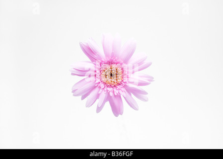 Pink gerbera Stock Photo