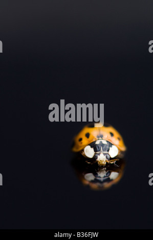 Ladybird on a shiny black surface showing reflection Stock Photo