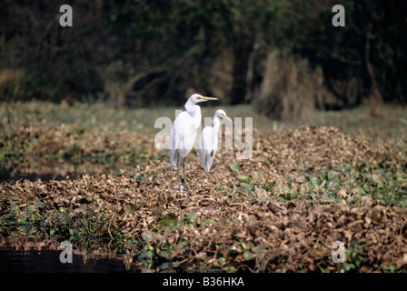 Median Egrets: Casmerodius Albus, Bharatpur Bird Sanctuary, Rajasthan, India Stock Photo