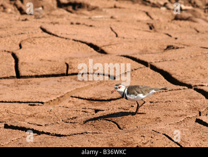 Three-Banded Plover in a dried up river bed, Kruger National Park, South Africa Stock Photo