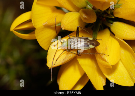 Lucerne plantbug Adelphocoris lineolatus Miridae on western gorse UK Stock Photo