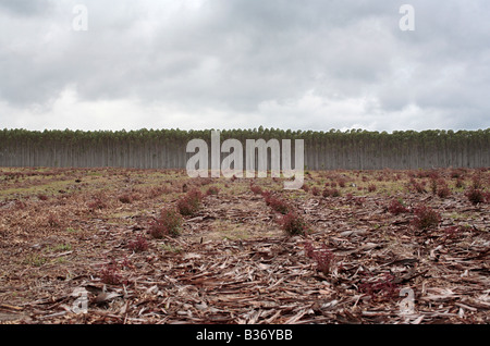 Blue Gum Tree plantation Stock Photo