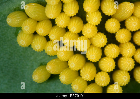 Cabbage white butterfly Pieris brassicae eggs on a cabbage leaf Stock Photo