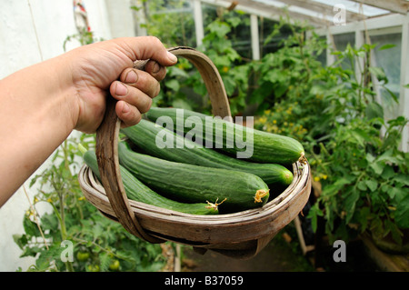 Home grown greenhouse Cucumbers femspot Gardener holding trug of cucumbers Stock Photo