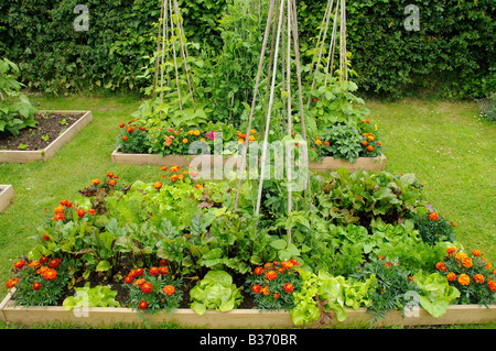 Flowers and vegetable in raised beds including Marigolds Lettuce Sweet peas Runner Beans Beetroot Norfolk UK June Stock Photo