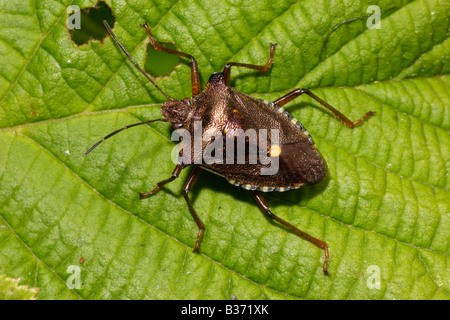 Forest bug Pentatoma rufipes Pentatomidae a shield bug UK Stock Photo