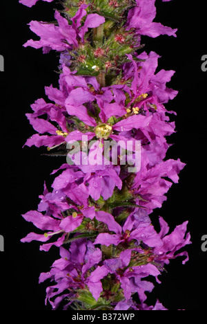 Close up of purple loosestrife Lythrum salicaria florets on a flower spike Stock Photo