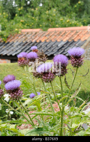 Cardoons grown for decorative effect in a cottage garden Norfolk UK August Stock Photo