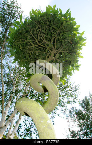 Bay tree with trunk trained into a corkcrew shape Norfolk Uk August Stock Photo