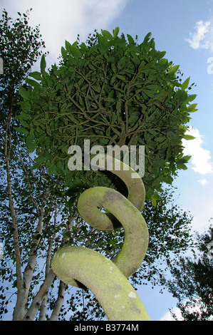 Bay tree - Laurus nobilis - with trunk trained into a corkscrew shape Norfolk Uk August Stock Photo