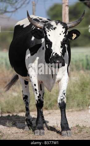 Nguni Cow Stock Photo