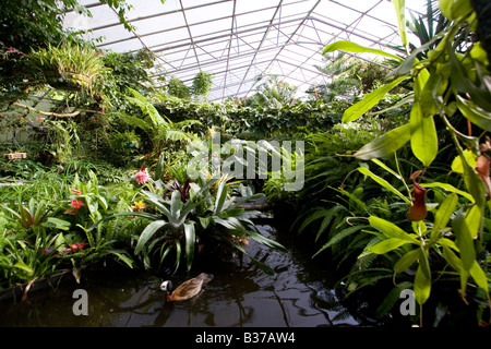 Tropical plant Conservatory Roath Park Cardiff Stock Photo - Alamy