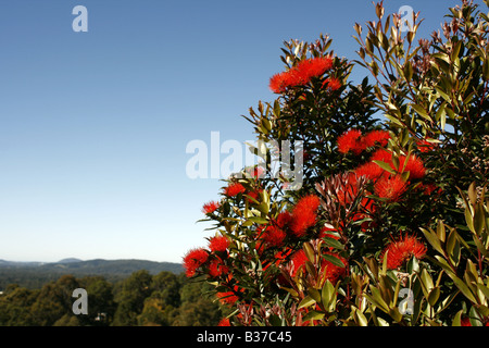 Flowering New Zealand Christmas Bush Stock Photo