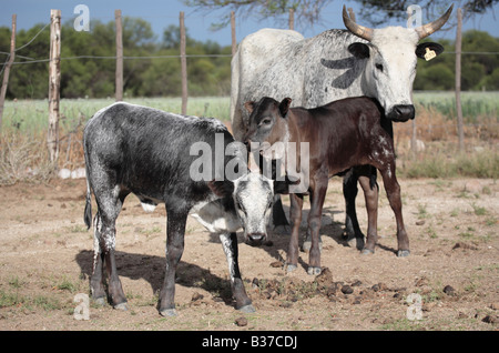 Nguni Cows Stock Photo