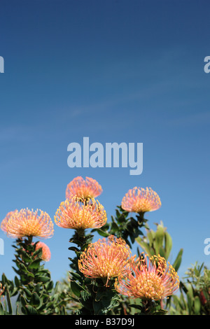 Pincushion Protea Stock Photo