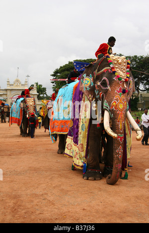 The elephants are prepared for the Dasara celebrations in Mysore, India. Stock Photo