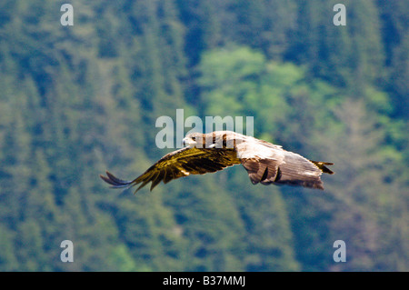 Juvenile Bald Eagle soars over Olympic National Park Washington Stock Photo