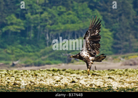 Juvenile Bald Eagle soars over Olympic National Park Washington Stock Photo