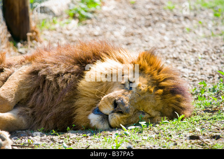 King at rest Stock Photo