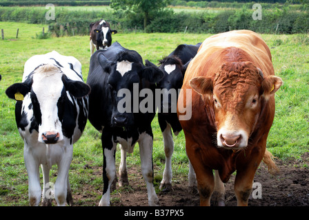 Herd of young cattle Stock Photo
