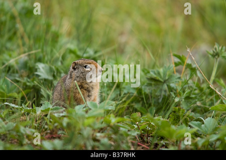 Uinta Ground Squirrel (Citellus armatus) Stock Photo
