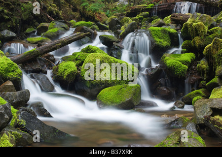 The Sol Duc River cascades through moss covered rocks Olympic National Park Washington Stock Photo