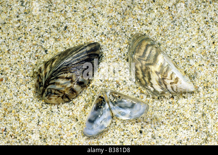 zebra mussels on float
