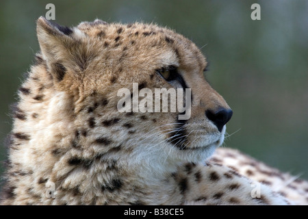 Cheetah, portrait Stock Photo