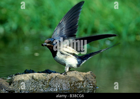 Swallow Barn swallow (Hirundo rustica) collecting mud for nest building Stock Photo