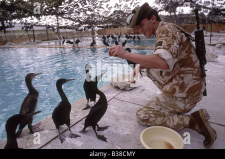 An allied soldier feeding previously oiled Socotra cormorants (Phalacrocorax nigrogularis) at a rehabilitation centre, Gulf War Stock Photo