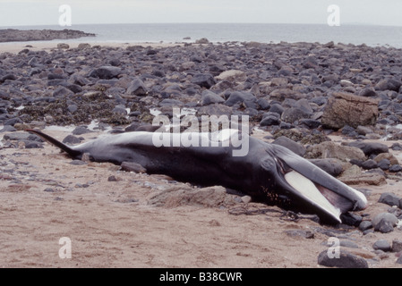 Minke whale (juvenile) Balaenoptera acutorostrata, washed up on coastline (killed by fishing net) Stock Photo