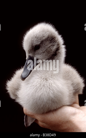 Mute swan cygnet (Cygnus olor) in the hand, UK Stock Photo