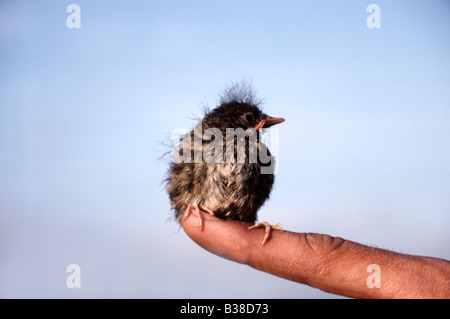 Fledgling Dunnock (hedge sparrow) Prunella modularis percehd on finger, UK Stock Photo