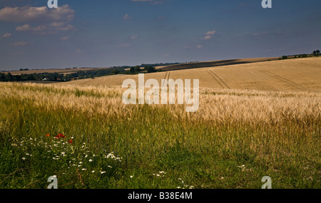 Wheat or Barley Field in Hampshire, England Stock Photo