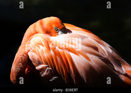 Flamingo sleeping with head tucked under wing Stock Photo