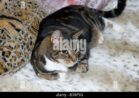 Nicky relaxing Stock Photo