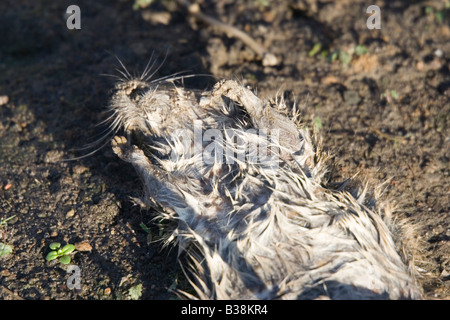 dead rat lying on the back Stock Photo