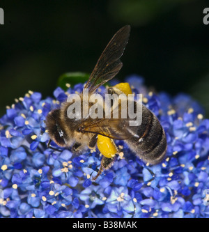 Honeybee gathering nectar and pollen honey bee Stock Photo