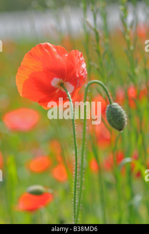 orange and red poppy bloooning with single Bud Stock Photo