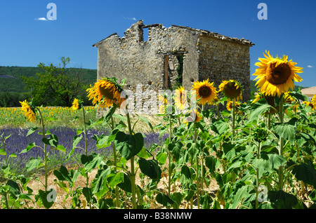 An abandoned farm building next to fields with lavender and sunflowers, Bras d'Asse, Provence France Stock Photo