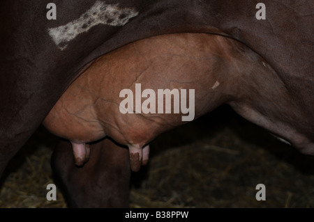 Brown cow Udder teats Stock Photo