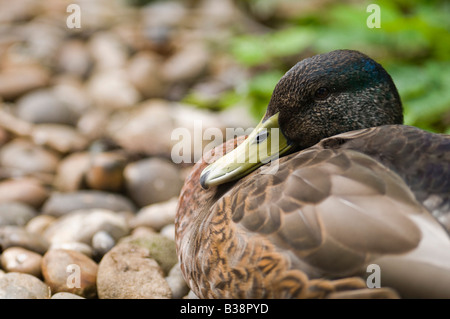 Mallard Anus platyrhynchos Duck taking a nap by the side of a pond Stock Photo