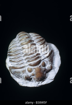 Trilobite Calymene blumbeybachi Silurian Devonian Wenlock series Stock Photo