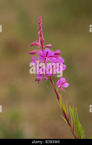 Rosebay (Fireweed) Chamerion angustifolium close-up of flower spike showing flowers and buds Stock Photo