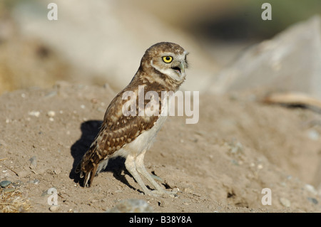 Stock photo of a juvenile burrowing owl standing on a hillside, squawking, Great Salt Lake, Utah. Stock Photo