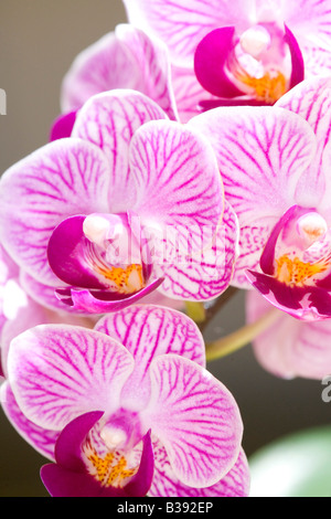 Orchideen Blueten, blooming orchid