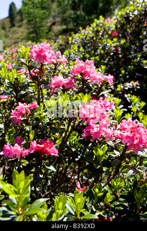 Bluehende Alpenrosen, blooming alpine rose Stock Photo